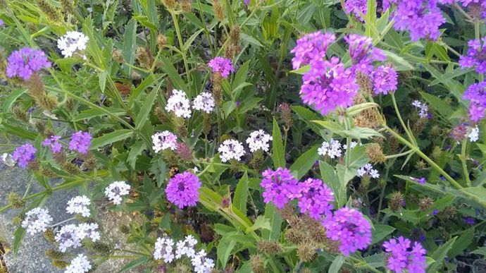 Verbena rigida ‘?Polaris’. A Agrocampus Ouest, à Angers (49).